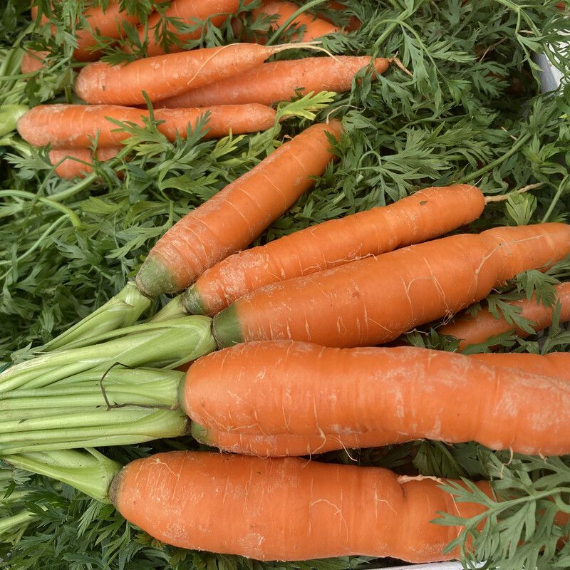 Bunched Carrotts