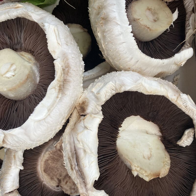 Flat Mushroom