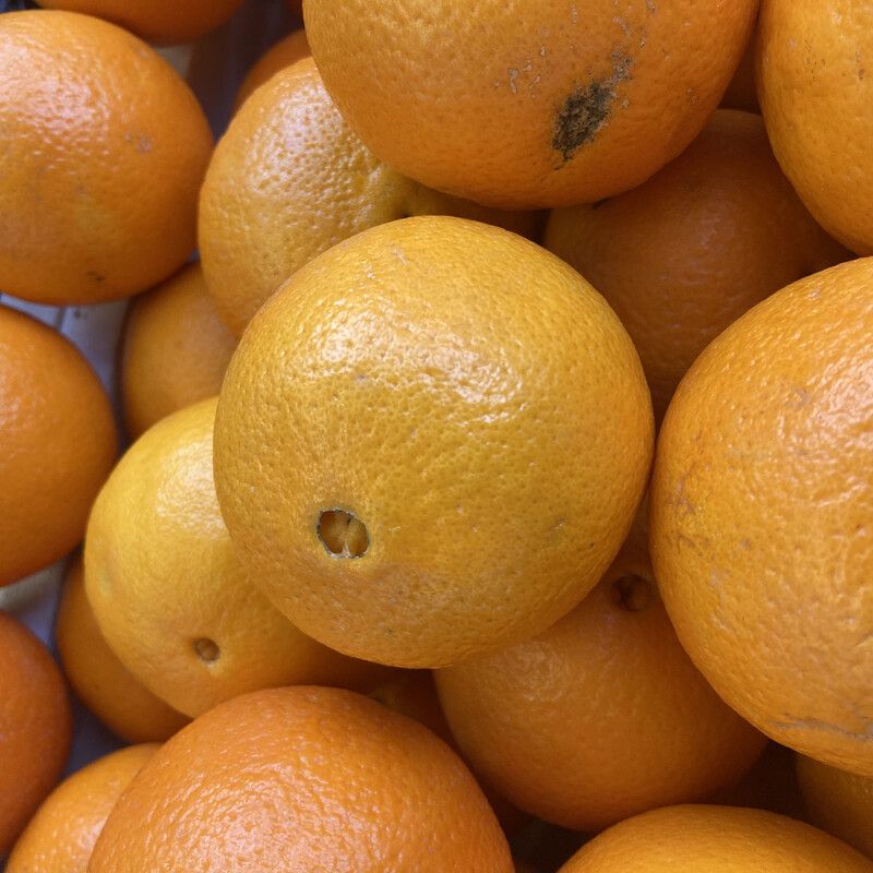 Midi Oranges