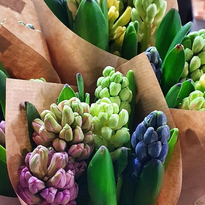 Hyacinth Bunches