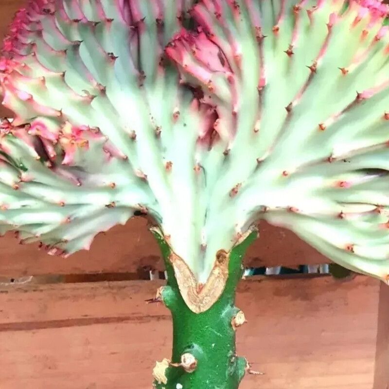 Euphorbia Mermaid Tail