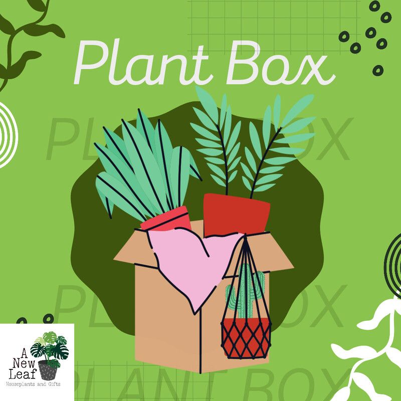 *NEW* Plant Gift Boxes