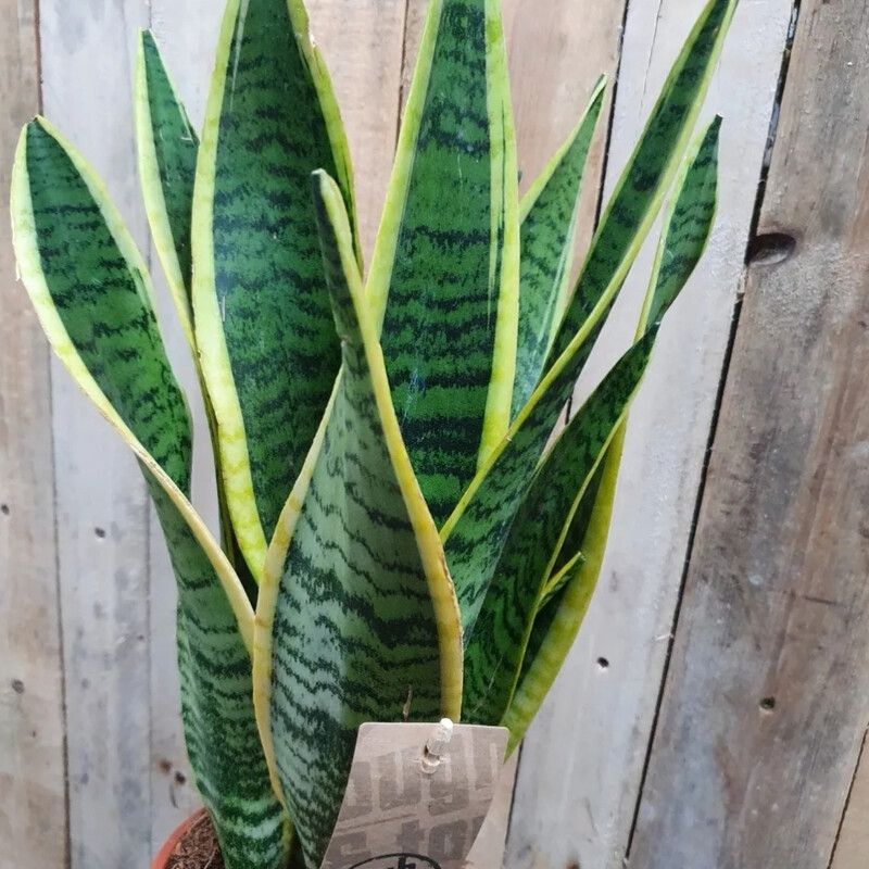 Sansevieria- Mother in Laws Tongue 