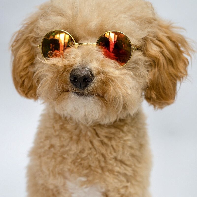 Doggy specs - orange 