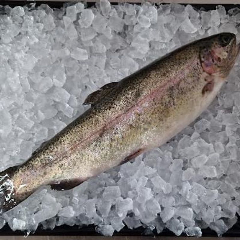Rainbow Trout (Whole)