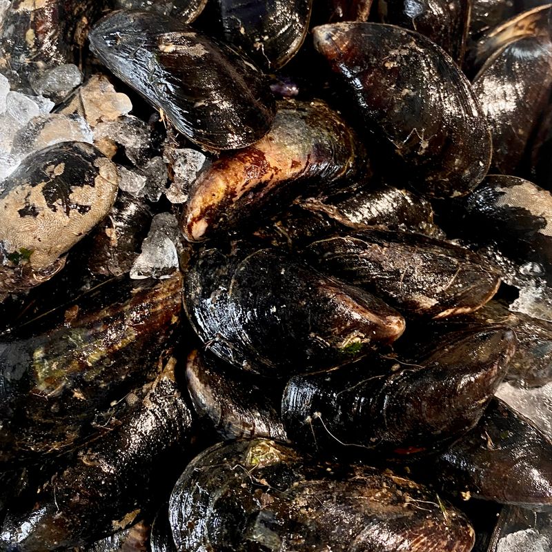 MUSSELS (IN SEASON/ROPES)