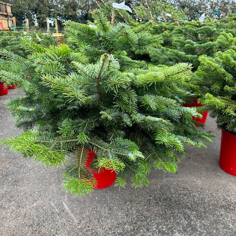 2-3 ft pot christmas tree