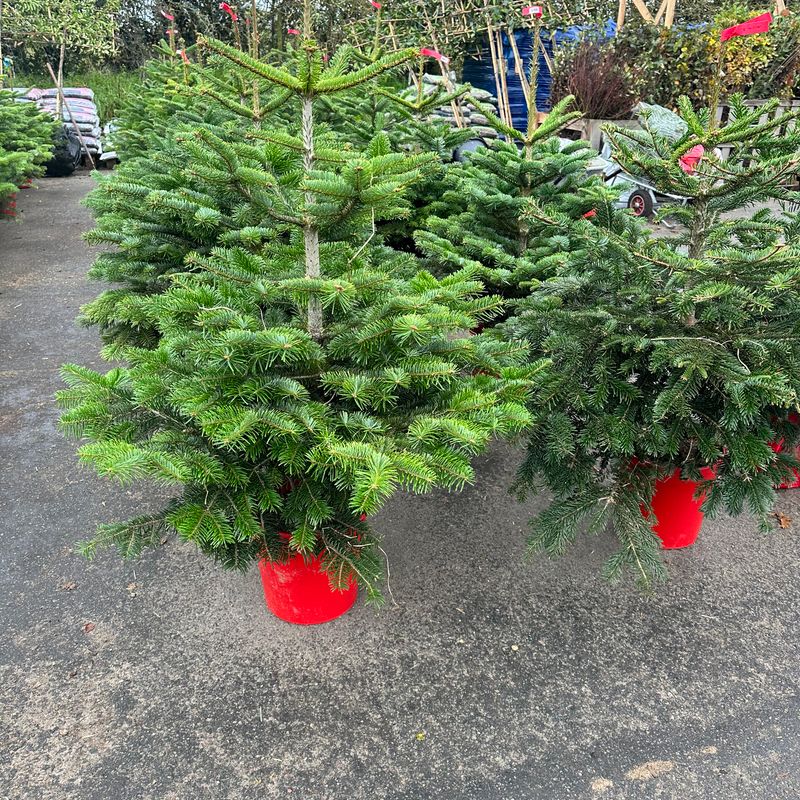 4-5 ft christmas tree