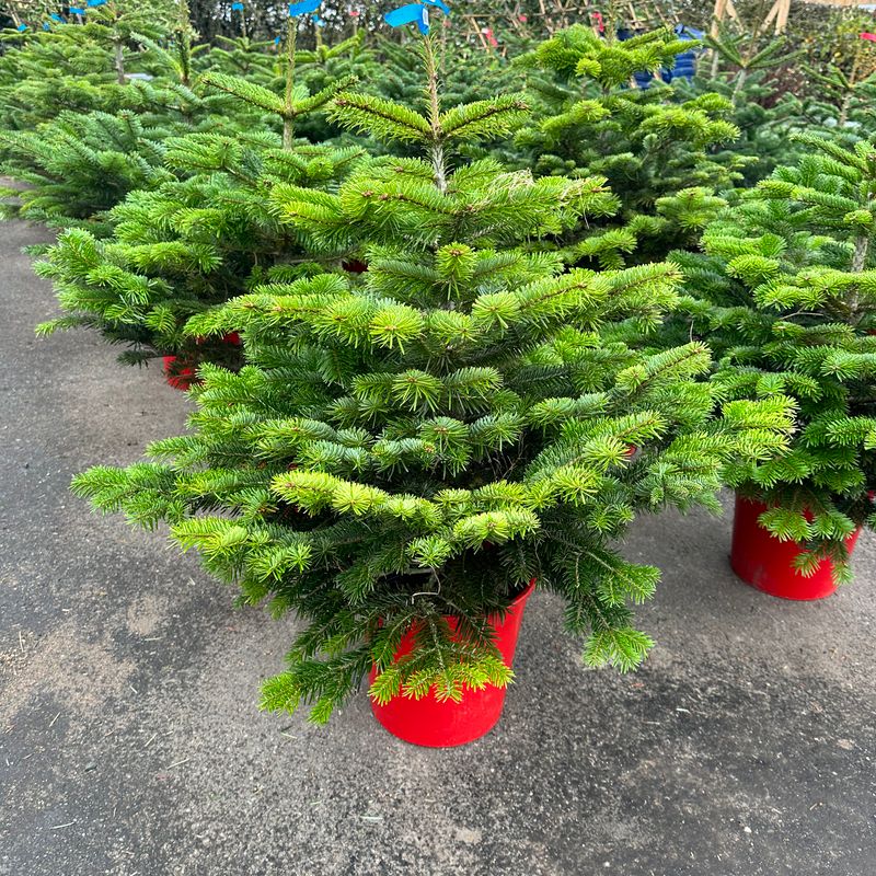 3-4 ft christmas tree pot